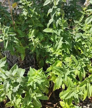 Maison Familiale : Charme & Nature בית נופש